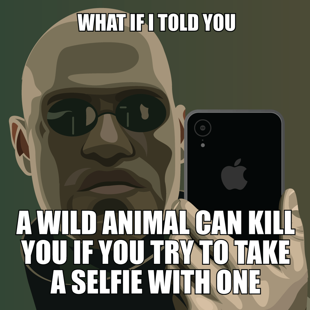 Meme 3 depicts the Matrice's What If I Told You meme, holding a phone. The meme says,'What if I told you, an animal can kill you if you try to take a selfie with one.'